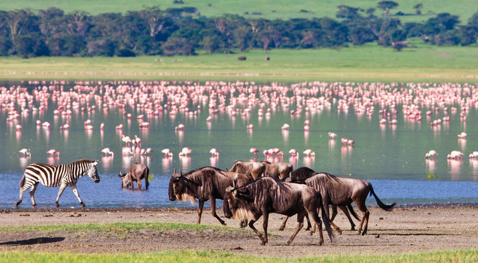 Animals at a watering hole in the Ngorongoro Crater, Tanzania. Animals at a watering hole in the Ngorongoro Crater, Tanzania.