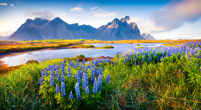 Blooming lupine flowers on the Stokksnes headland, Iceland. Blooming lupine flowers on the Stokksnes headland, Iceland.