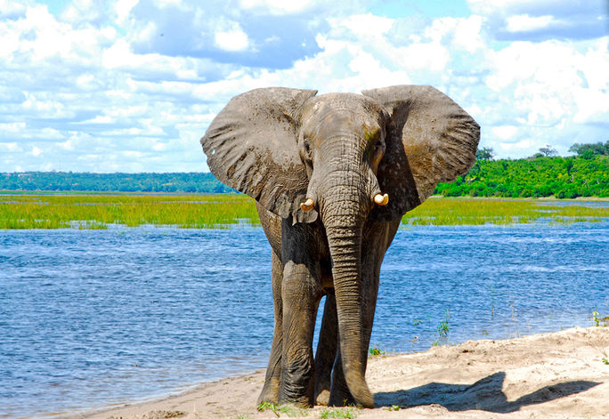 Exploring South Africa, Victoria Falls & Botswana Exploring South Africa, Victoria Falls & Botswana