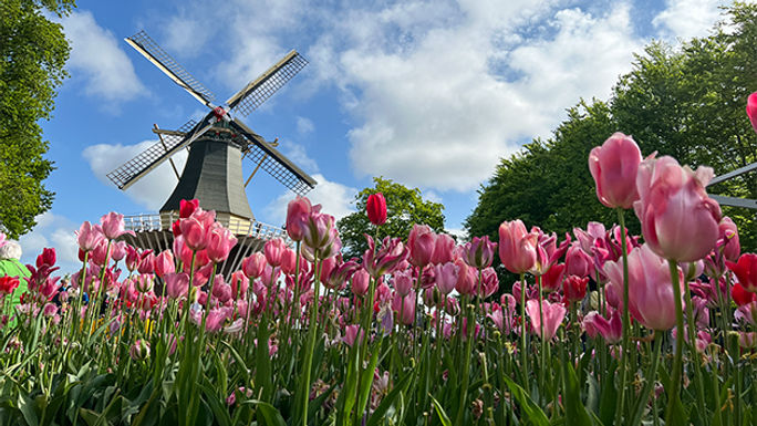 Tulips in the Netherlands Tulips in the Netherlands