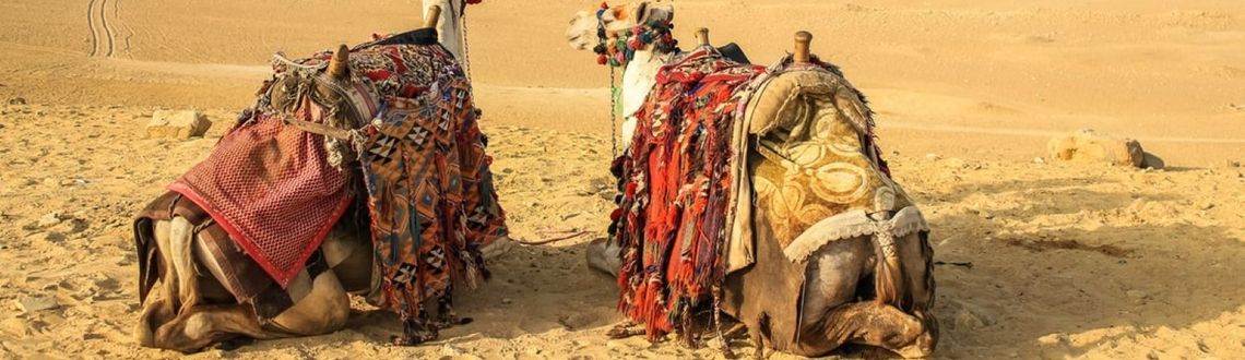 Two camels rest in front of the Pyramids at Giza. Pyramids, Giza, Egypt, A&S Signature Journeys, camels